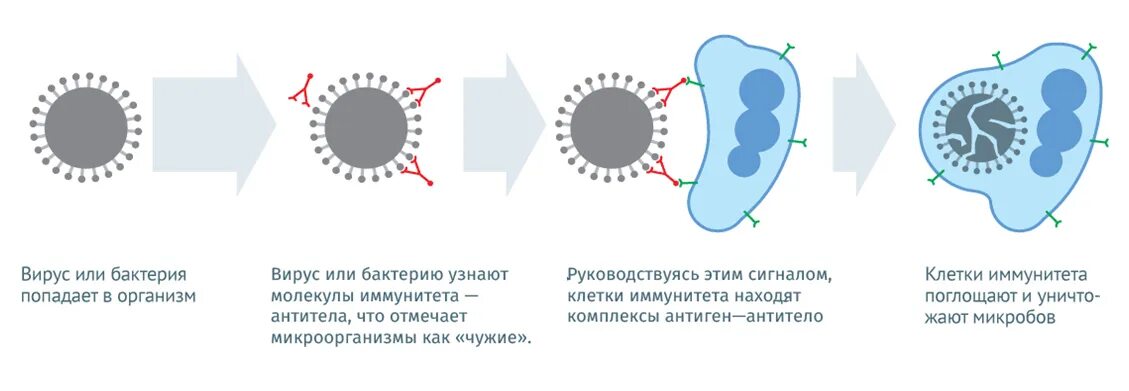 После попадания в организм. Механизм действия вакцинации иммунология. Механизм выработки антител при вакцинации. Схема действия вакцины. Механизм действия вакцин схема.