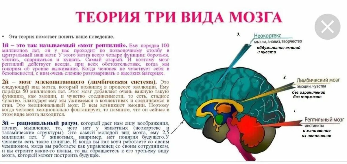 Мозг значение слова. Отделы мозга рептильный мозг неокортекс. Головной мозг лимбическая система неокортекс. Строение головного мозга + неокортекс.