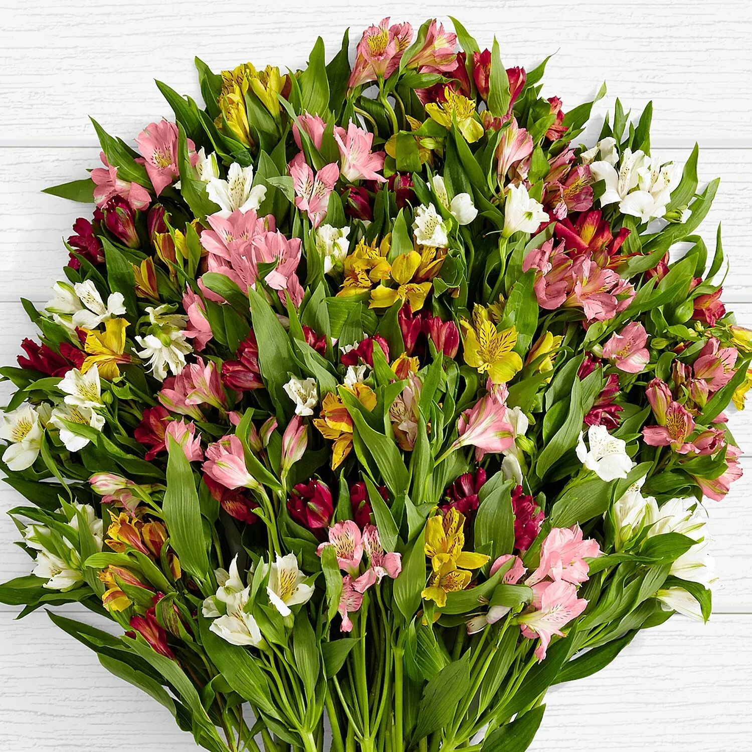 альстромерия пинк. альстромерия венус. перуанская лилия альстромерия. альстромерия наполи гарда. луковицы альстромерии.