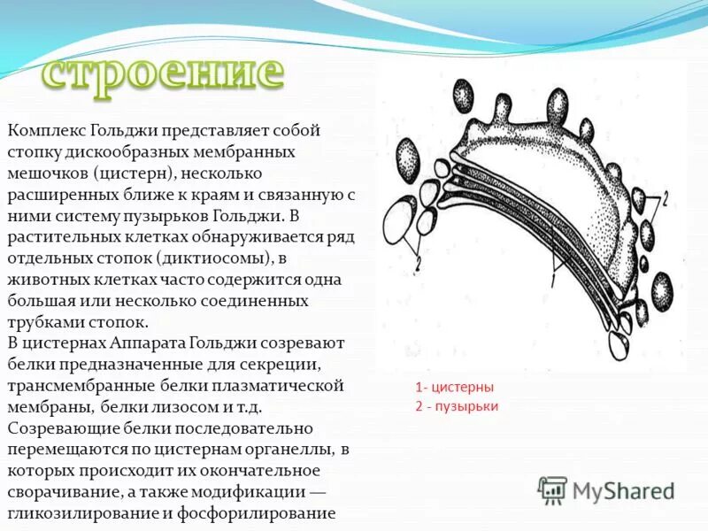 Состоит из мембранных мешочков цистерн и пузырьков. Мембранные мешочки комплекс гольджи. комплекс гольджи представляет собой. система мембранных мешочков цистерн. комплекс гольджи представляет собой стопку дискообразных.