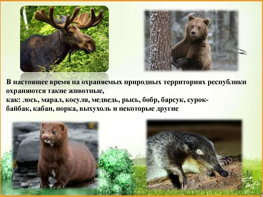 Животные и растения башкортостана