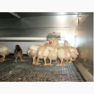 Через сколько несутся цыплята