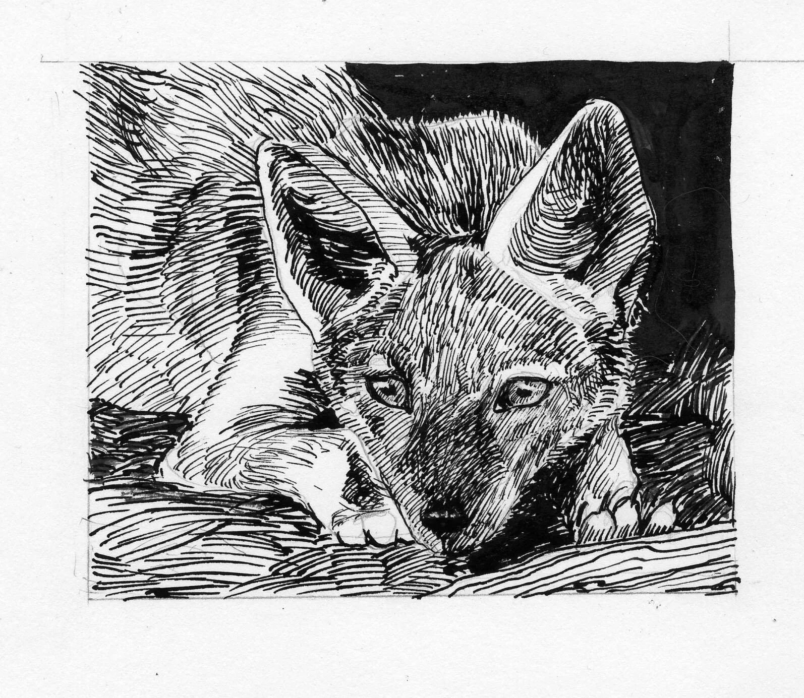 Эрнест сетон-томпсон вулли. Вулли рисунок. Э сетон томпсон чинк. Сетон томпсон виннипегский волк. По следам оленя сетон-томпсон.