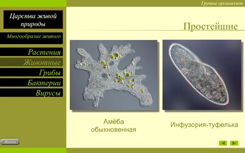 Амеба и инфузория туфелька. Обыкновенная амеба и инфузория туфелька. Многообразие простейших. Форма тела амеба обыкновен инфузория туфелька.