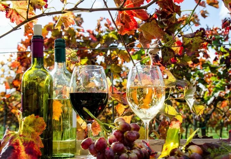 93,000+ Wine With Spices Pictures
