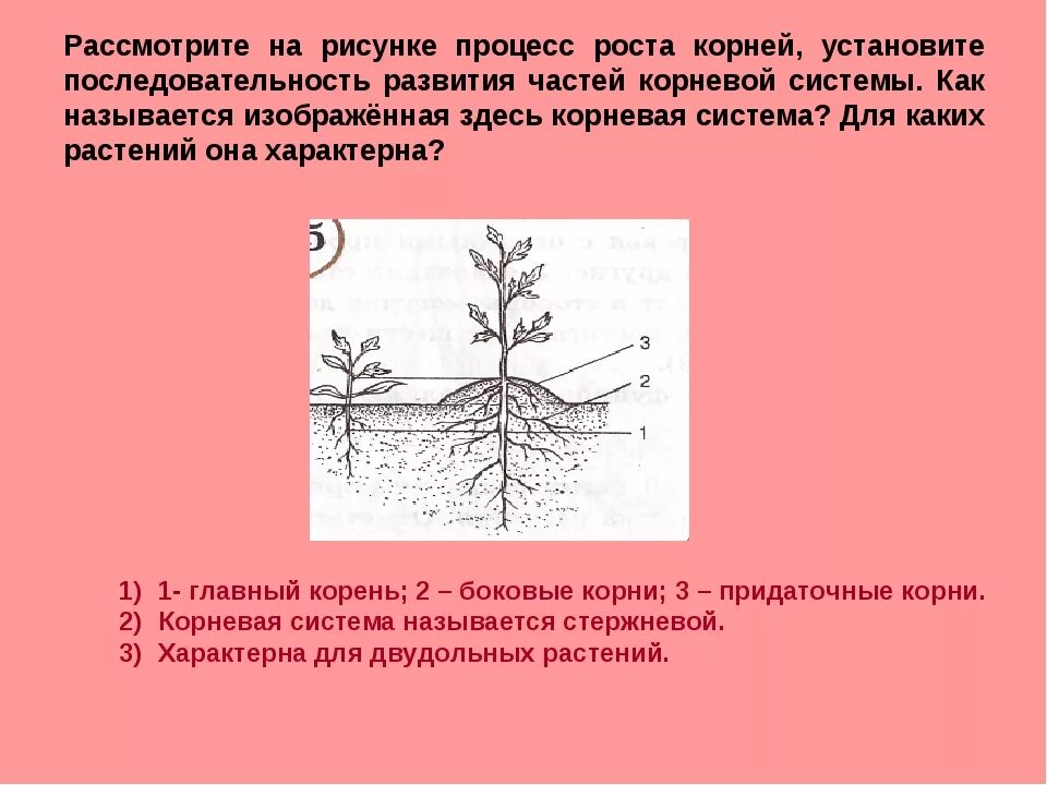 Как называется процесс роста корня. Корневые установки. Главные боковые и придаточные корни. Последовательность роста корня