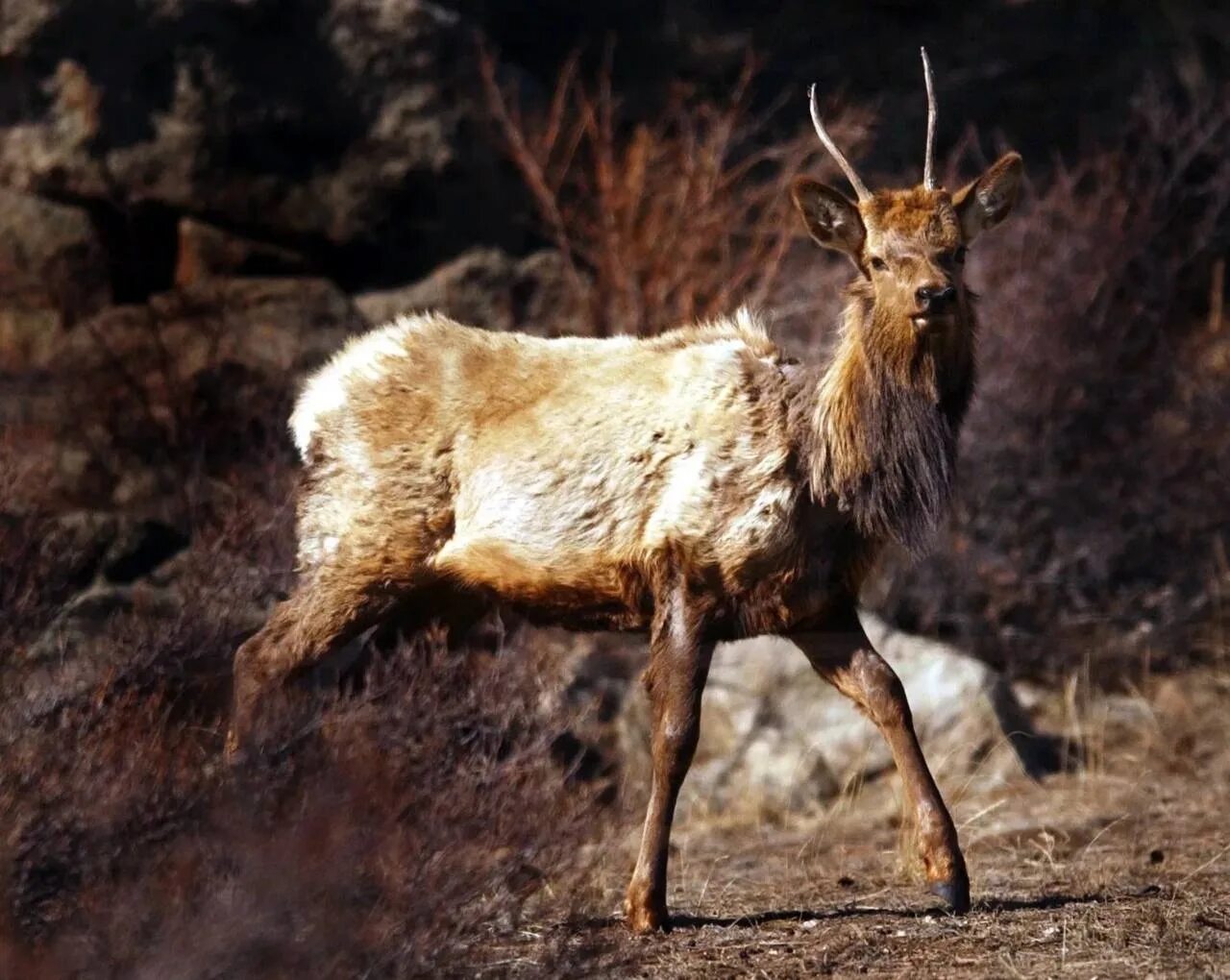 В сша распространяется зомби вирус среди оленей. В сша распространяется зомби вирус среди оленей. Поезд в пусан олень зомби. Зомби вирус ооенец в америке. В сша распространяется зомби вирус среди оленей.