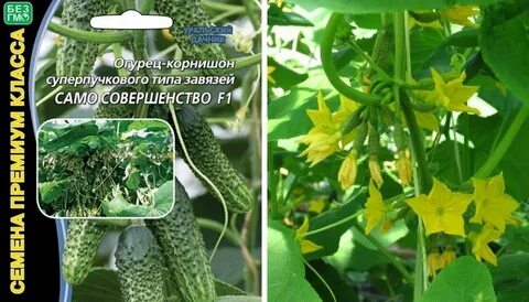 Огурец гномики описание сорта фото отзывы