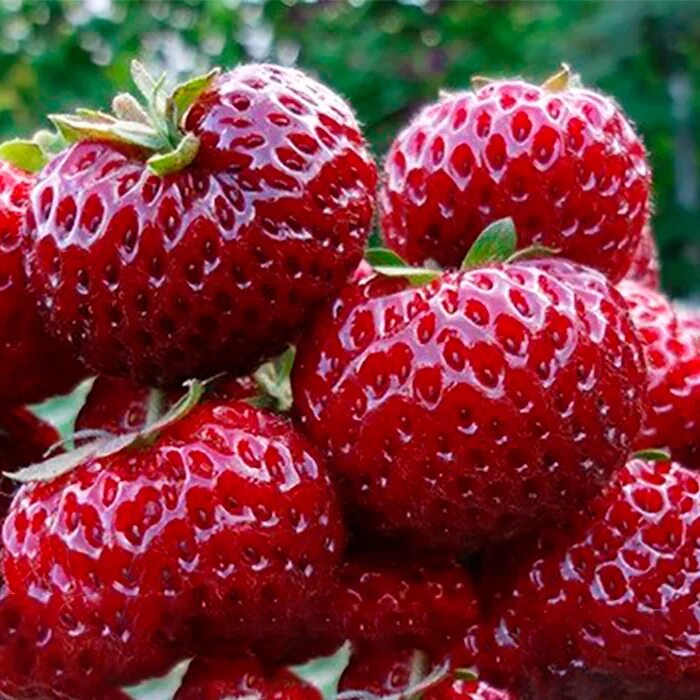 Мице шиндлер клубника фото описание. Мице шиндлер клубника. клубника фрау мице шиндлер. земляника садовая мице шиндлер. немецкий сорт клубники мице шиндлер.