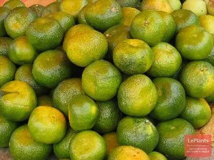 Green orange