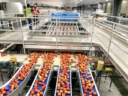 Fruit factory