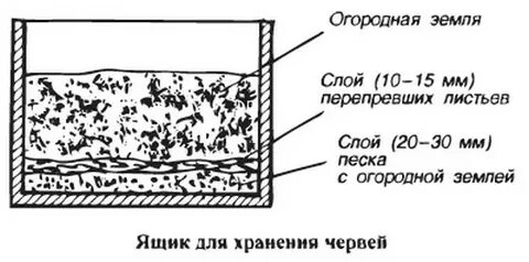 Как разводить дождевых червей условия