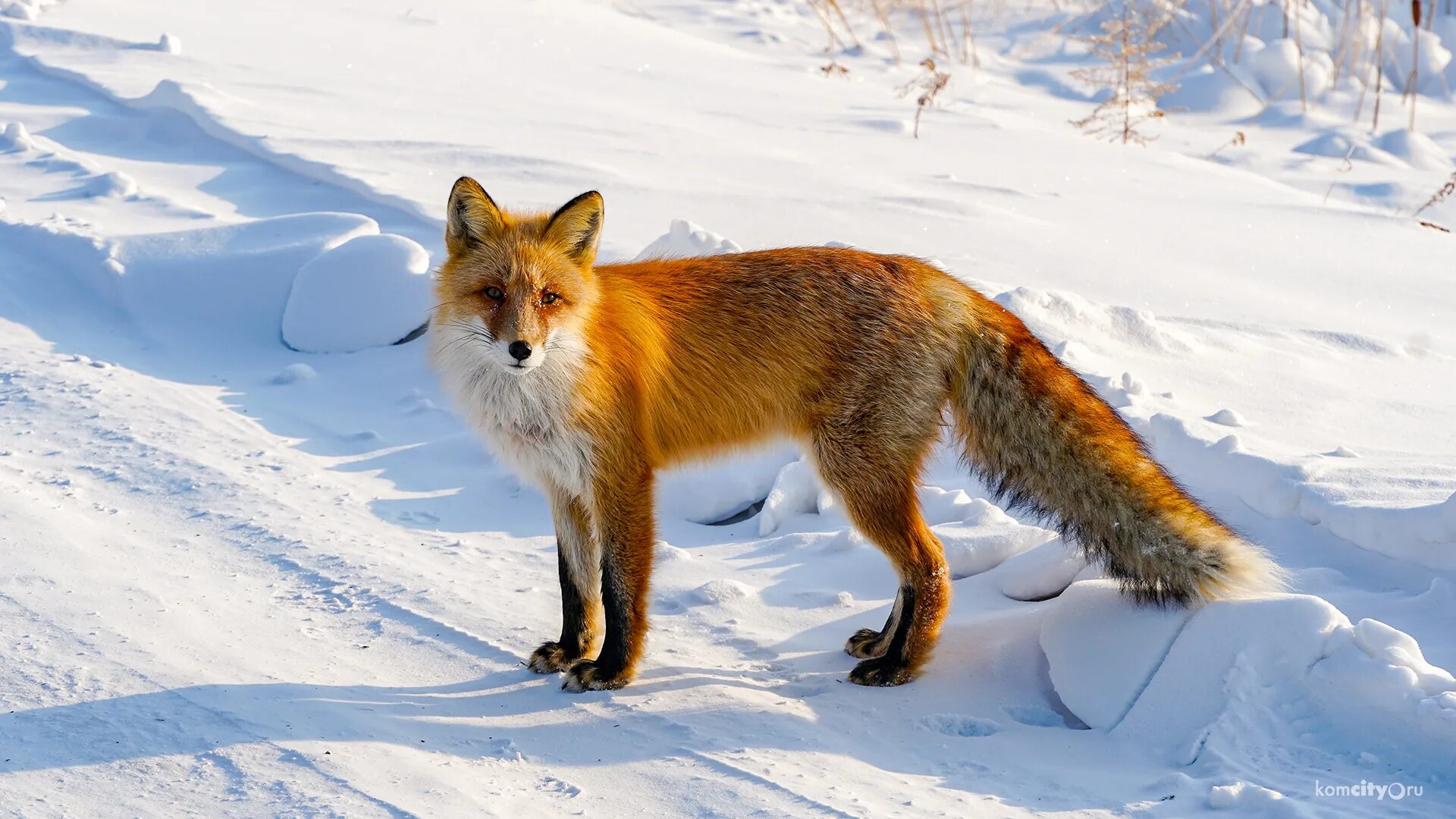 лиса фото. лисица лает. лиса в прыжке. интересные факты о лисицах. дикая лиса.