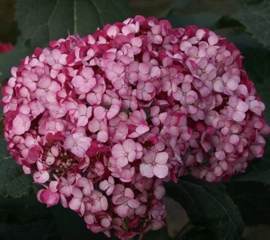 Hydrangea arborescens Ruby Annabelle 'ncha3' PBR.