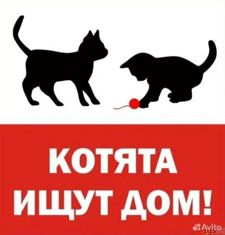 В добрые руки сайт. Ищу дом. Котята ищут дом. Котятам нужен дом. Кошка ищет дом.