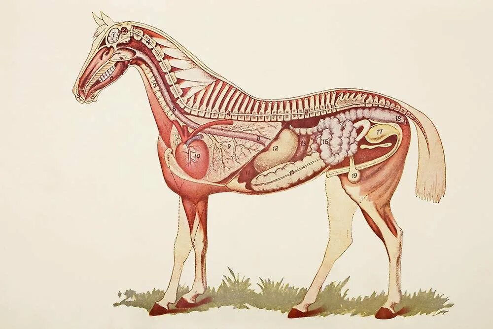 Внутреннее строение органов животных. Анатомия лошади внутренние органы. Анатомия лошади Ветеринария анатомия лошади Ветеринария. Внутреннее строение лошади анатомия. Топография внутренних органов лошади.