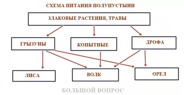 Схема цепи питания пустыни. Схема цепи питания пустыни 4 класс окружающий мир. Пищевая цепочка пустыни 4 класс. Цепь питания пустыни схема 4 класс. Схема питания пустынь 4 класс.