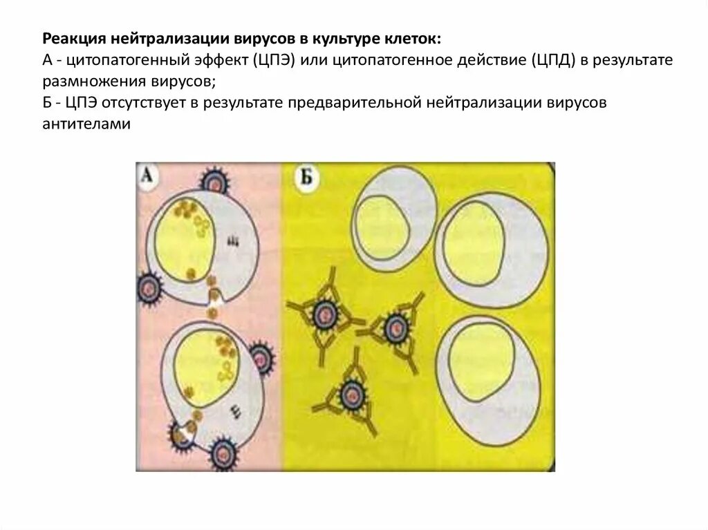 Реакция нейтрализации. Реакция нейтрализации на культуре клеток. Нейтрализация микробиология. Реакция нейтрализации вирусов.