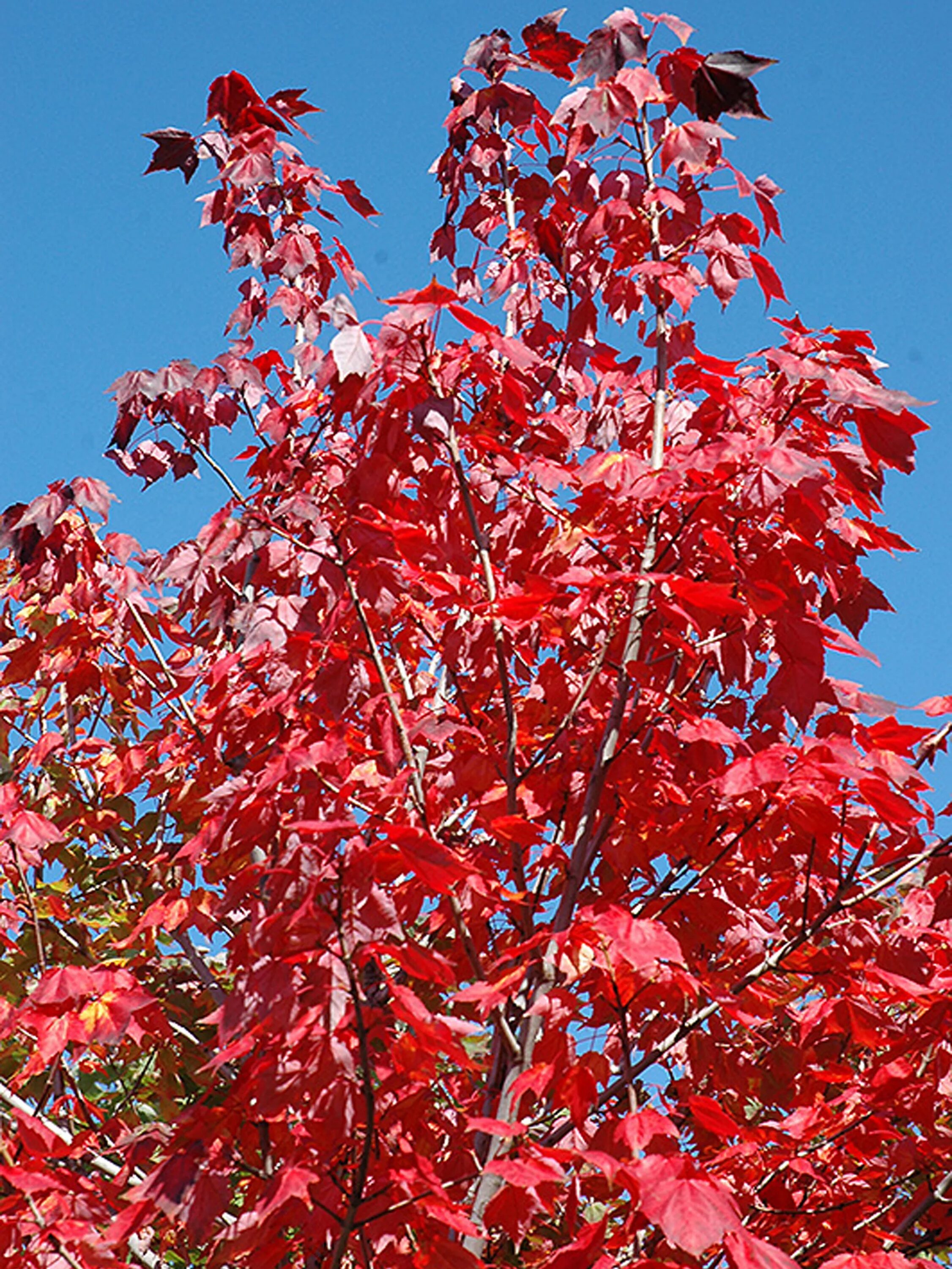 Acer rubrum клен. Клен красный рубрум. Клен rubrum листья. Клен красный клён красный (Ácer rúbrum).