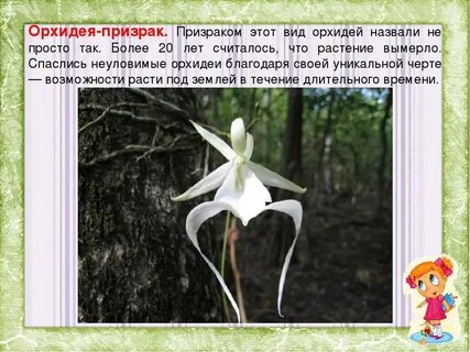 Призрак описание