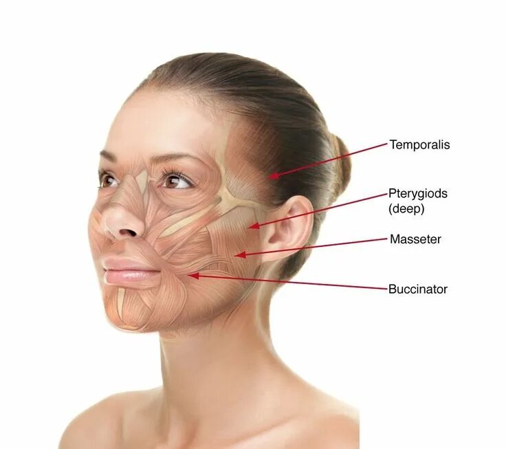 Face build
