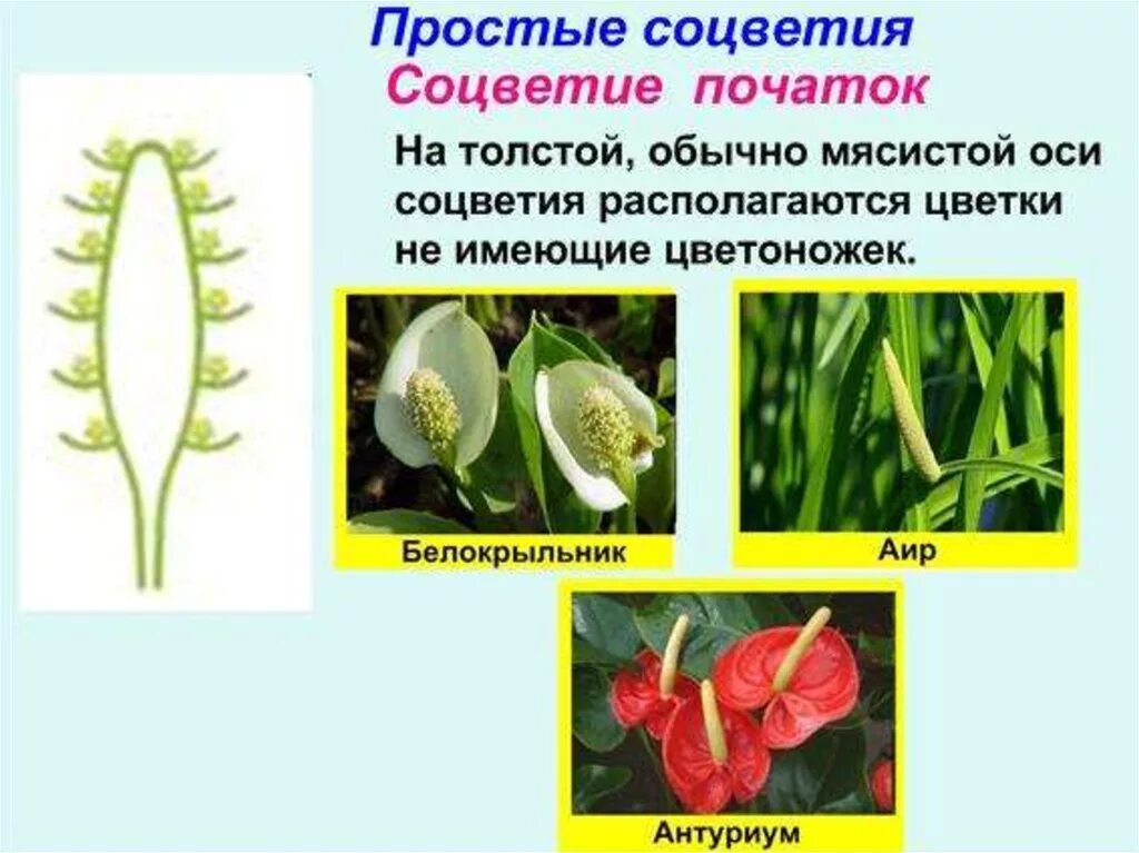 Простые цветки биология. Соцветие початок. Простые соцветия початок. Растение с соцветием плчаттк. Растения с соцветием початок.