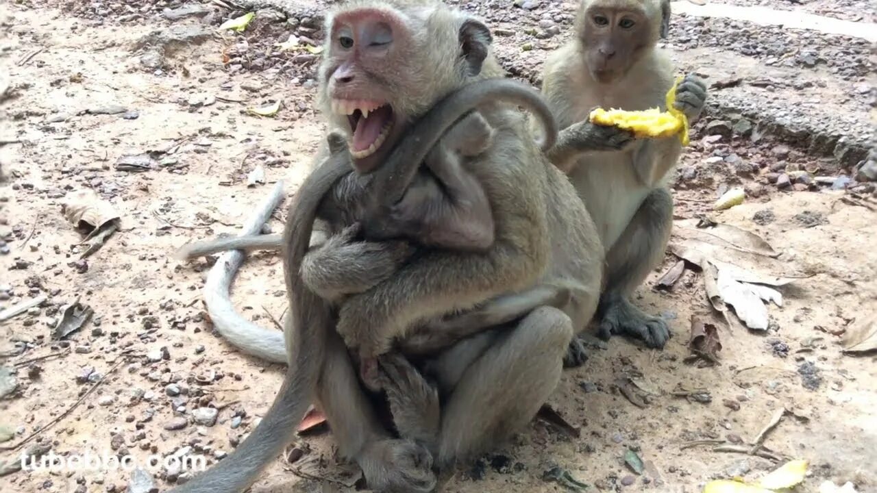 Мама обезьяна. Обезьяна делает уроки. West video monter monkey and baby monkey. Обезьяна с малышом. Мама обезьяна.