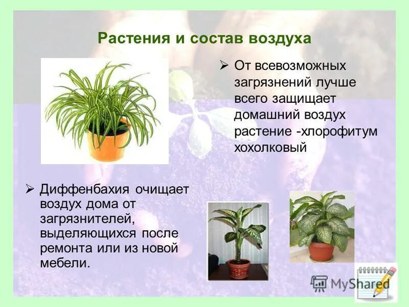 Хлорофитум польза и вред. Комнатные растения очищающие воздух. Хлорофитум очищает воздух. Комнатные растения для дошкольников хлорофитум. Растения для очищения воздуха в квартире.