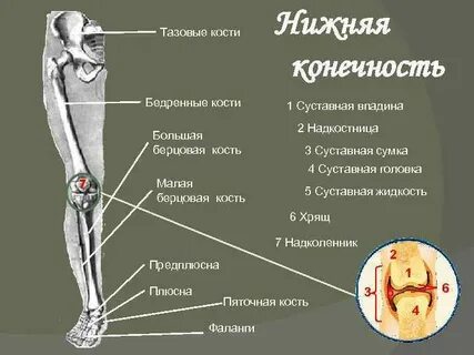 Малая берцовая кость нижней конечности