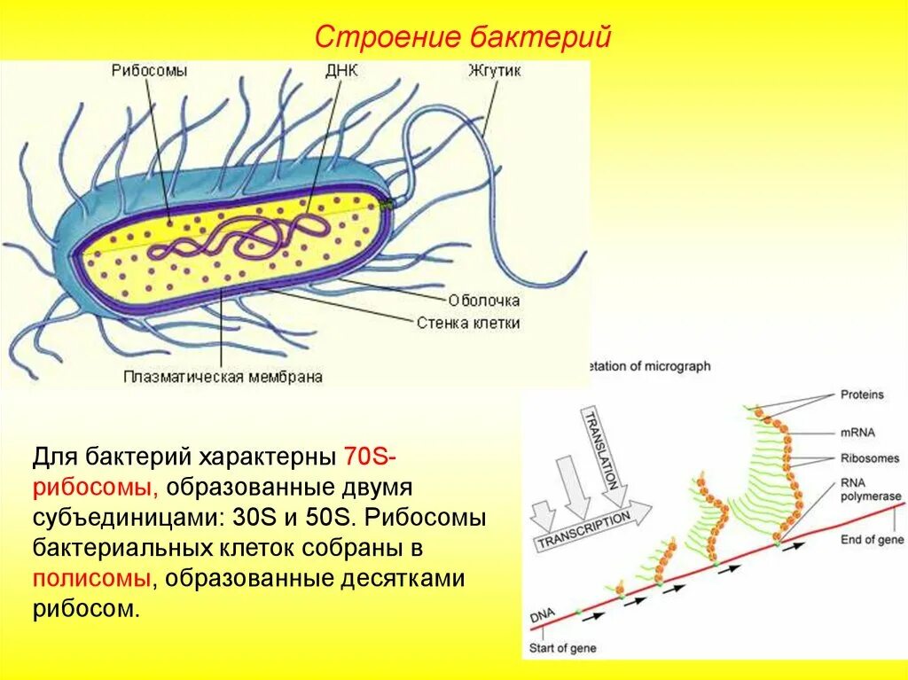 Клетка бактерий рибосомы