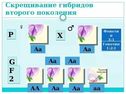 Поле гибридное скрещивание