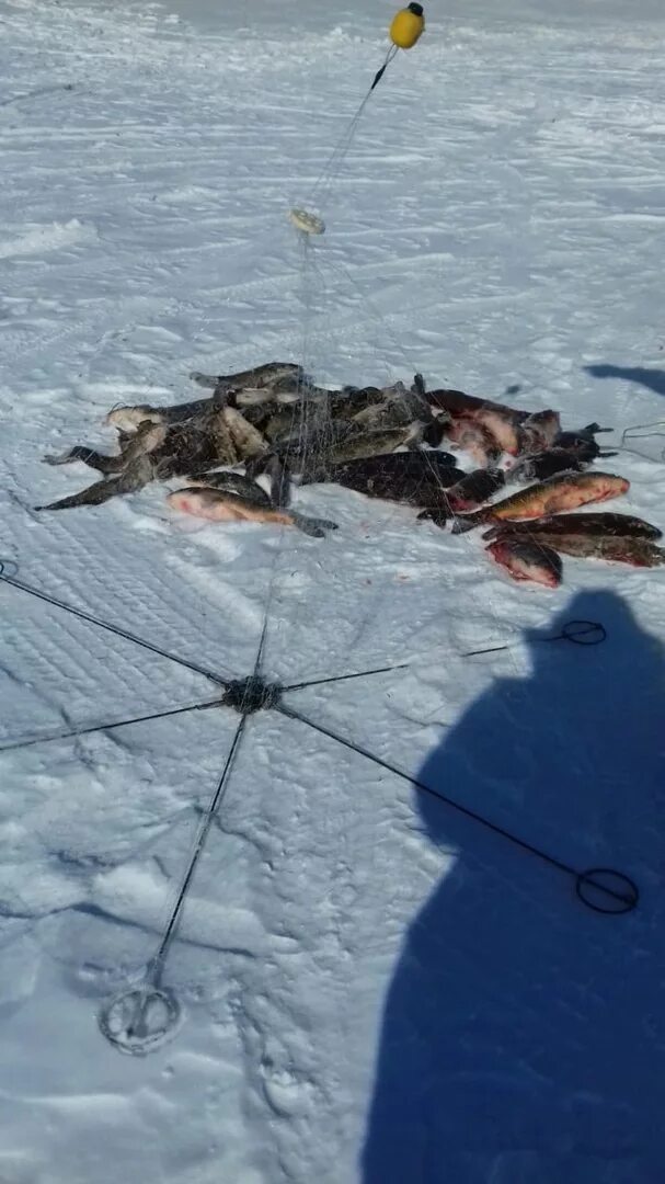 Ловлю рыбы на хапуги. Рыболовная снасть хапуга. Хапуга для зимней рыбалки. Хапуга рыболовные (хлопушка). Снасть хапуга для зимней.