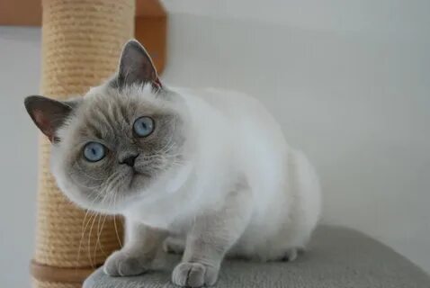 Шотландская поинт кошка