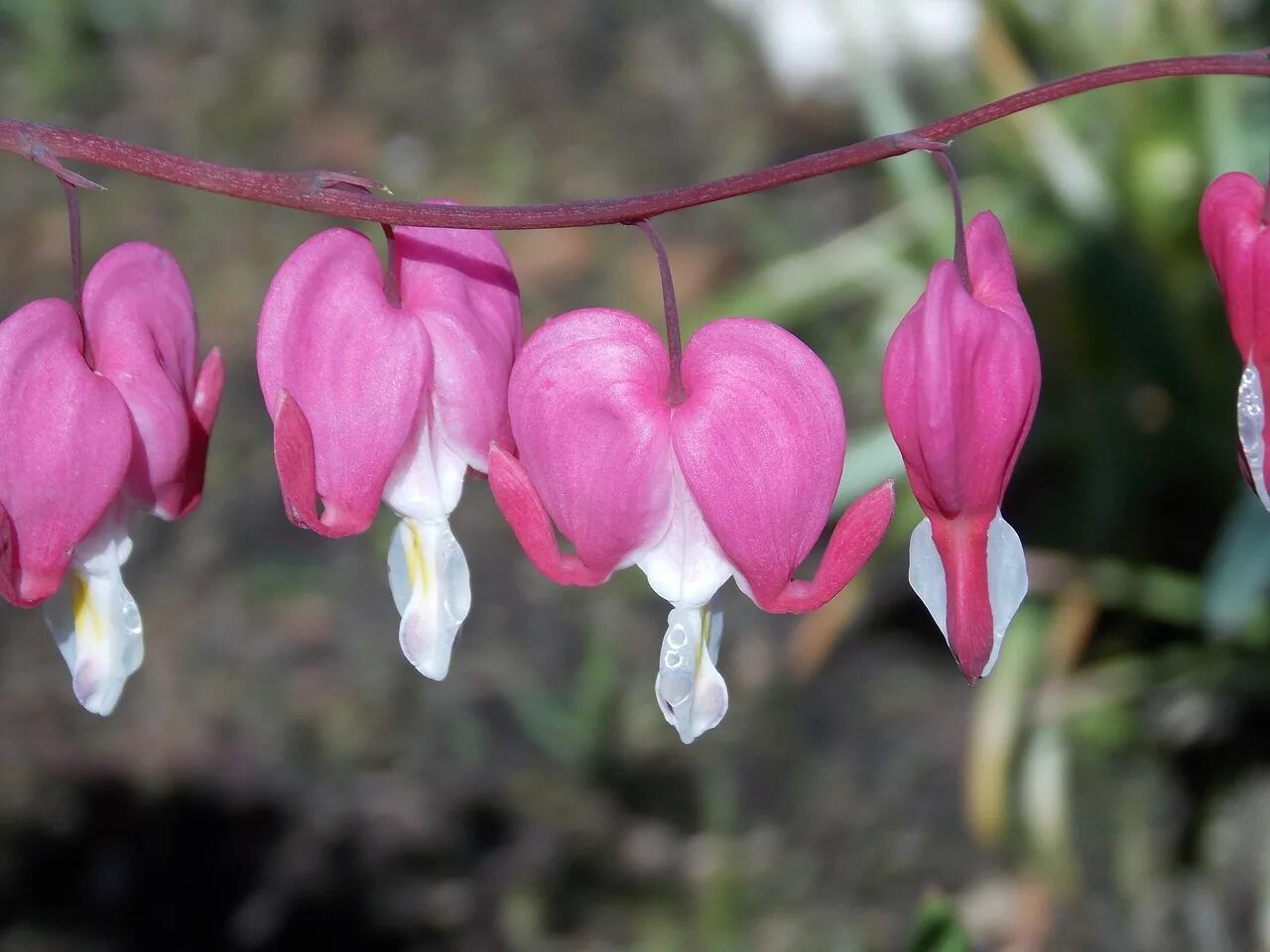 Дицентра spectabilis Pink. Дицентра диклитра. Дицентра великолепная (с3). Дицентра великолепная (Dicentra spectabilis).