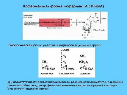 Коферментная роль витаминов