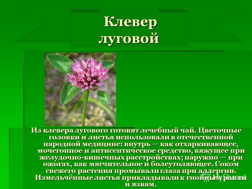 Клевер луговой польза. Клевер Луговой лечебные Луговой лечебный. Клевер Луговой биология 6 класс. Лечебное растение Клевер. Соцветие клевера.