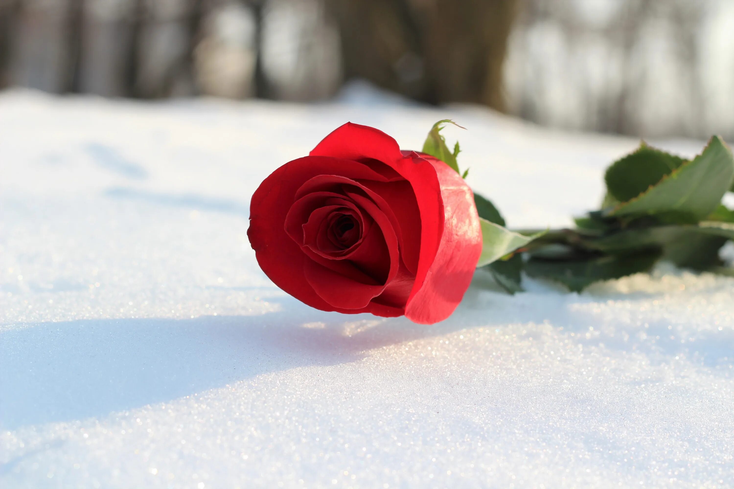 Розы на снегу. Бордовые розы на снегу.
