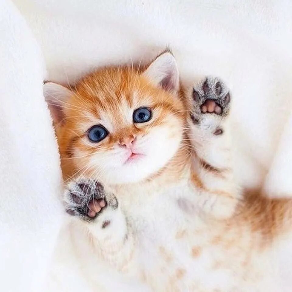 Милые кошки. Маленький котик игра. Котенок мимимишка. Милый кот. Котенок мимимишка.