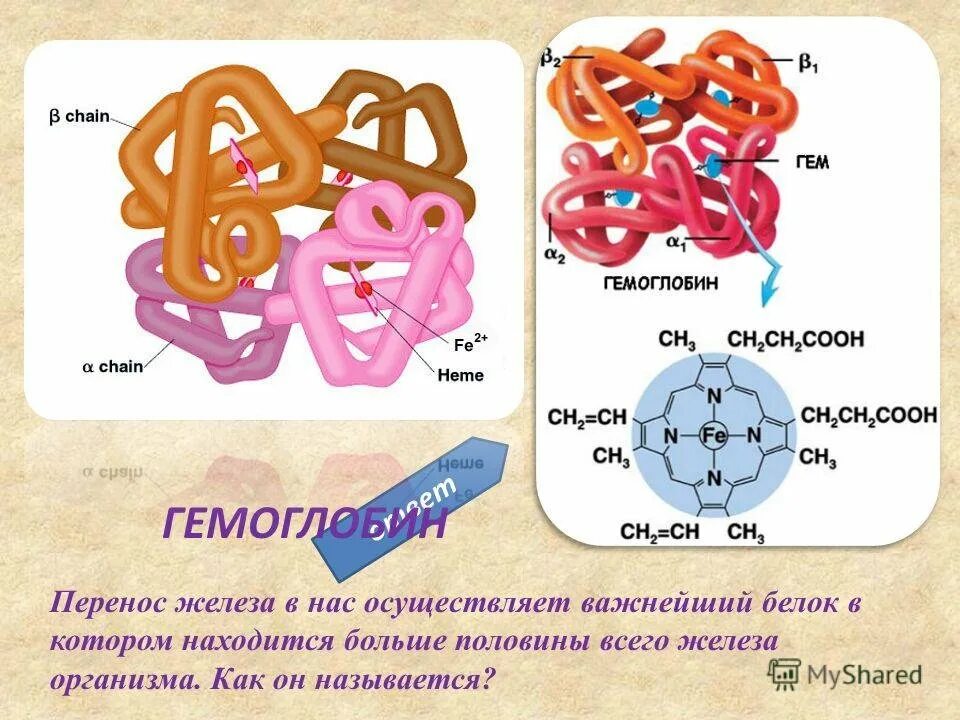 Ионы железа входят в состав гемоглобина крови. Белок гемоглобин. Железо в гемоглобине. Структура гемоглобина. Гемоглобин s структура.
