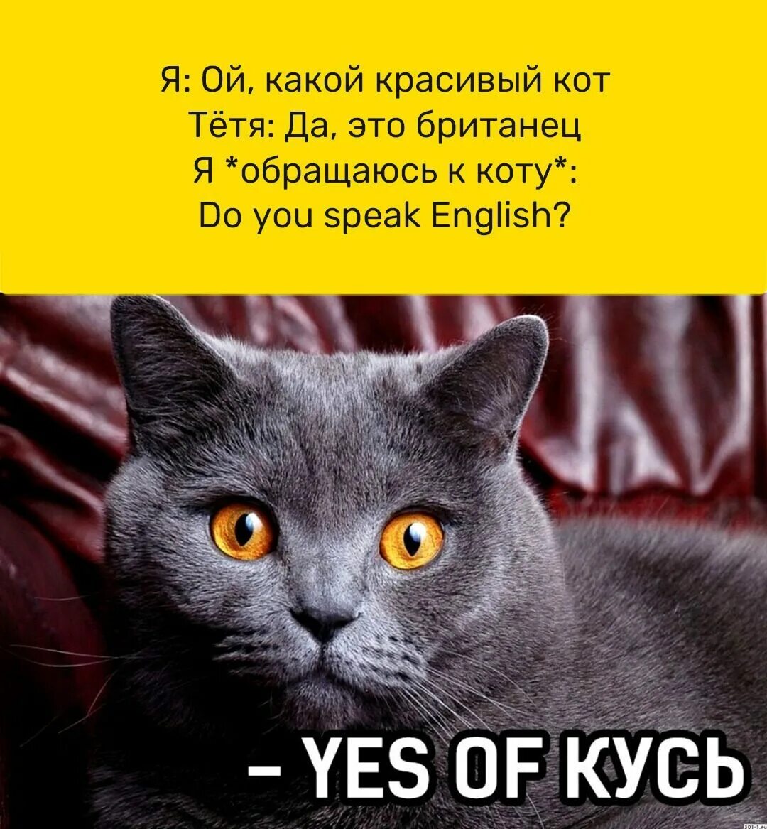 Кот мем 2025. Мемы с котами. котики мемы с надписями. кот мем. кот британец смоки.