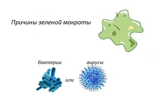 Бактериальная мокрота. Желто зеленая мокрота при кашле. Зелёная мокрота при кашле. Вирус слизь