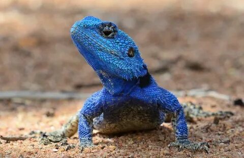 Blue heads
