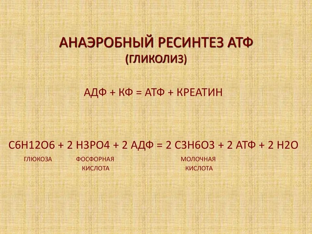 Ресинтез атф может осуществляться в реакциях протекающих. Гликолитический ресинтез атф формула. гликолитический путь ресинтеза атф. аэробный путь ресинтеза атф схема. анаэробный ресинтез атф.