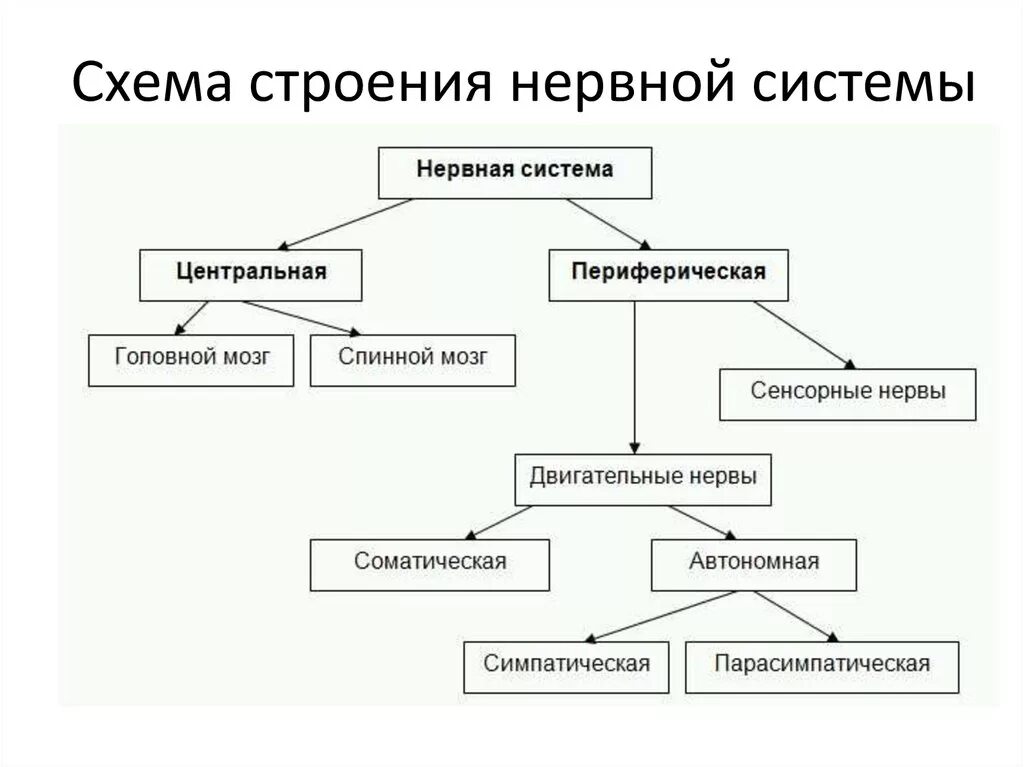 Общая схема строения нервной системы. Общий план строения нервной системы схема. Основные отделы центральной нервной системы человека схема. Схема подразделения нервной системы на центральную и периферическую. Нервная система делится на центральную и