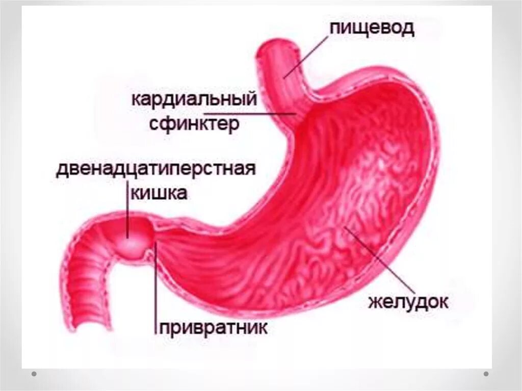 Клапан между желудком и пищеводом. Привратник желудка анатомия. Стеноз пилородуоденальной зоны. Сфинктер 12 перстной кишки и желудка. Рубцовый пилородуоденальный стеноз.