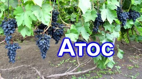Виноград атос описание