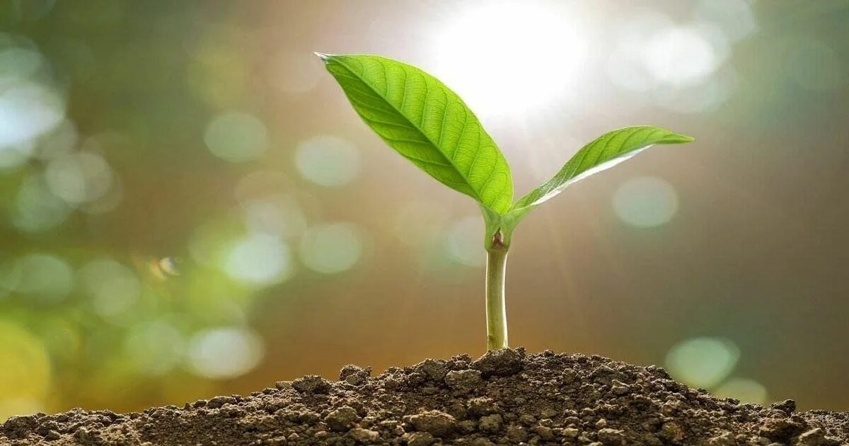 To grow. Grow. Росток фон. Росток дерева. Росток дерева.