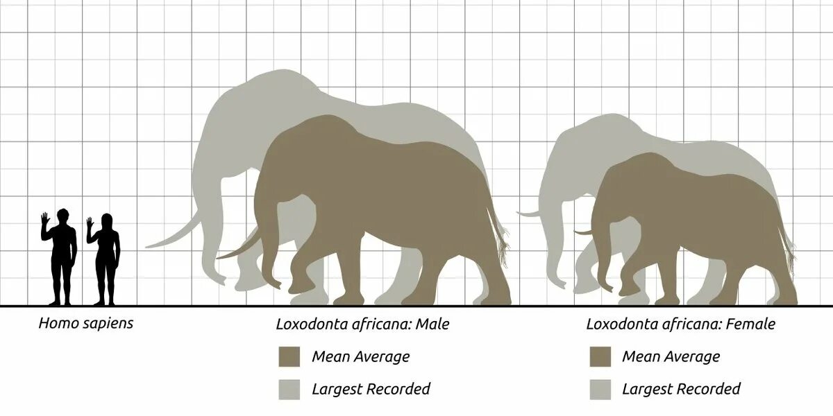Размер слона и человека. Слоны по сравнению с человеком. Слон и человек сравнение. Сравнение размеров человека и слона. Какой тип развития характерен для африканского слона