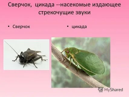 Звуки насекомых