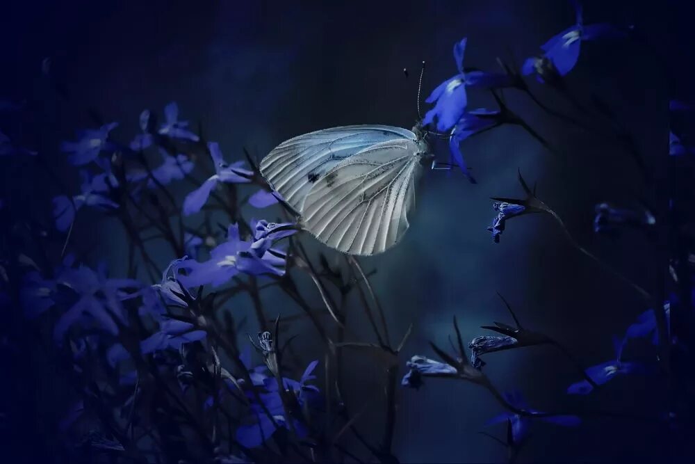 Голубые бабочки Эстетика. Синяя бабочка. Бабочка ночью. Бабочка на темном фоне. Спящие ночью бабочки